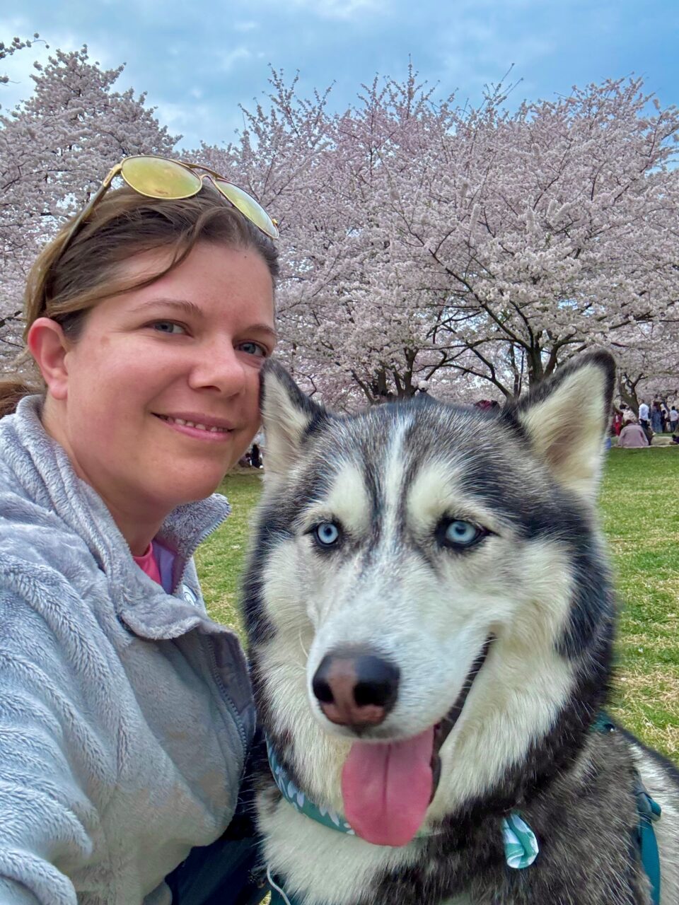 Woman with Siberian Husky dog in a park with cherry blossoms in the background.